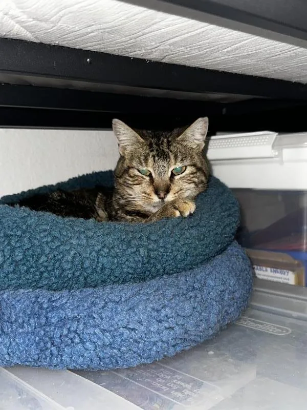 Taco Gatocat thumbnail 3