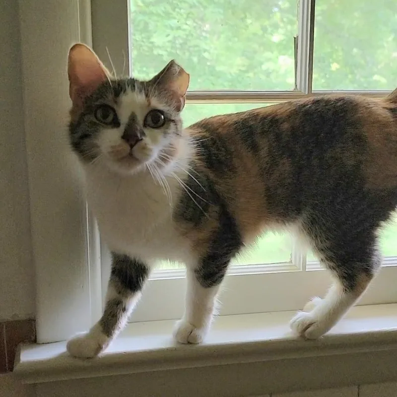 A young medium-sized female Calico Domestic Short Hair cat named Ginger and Schnapps for adoption in Charlottesville, VA