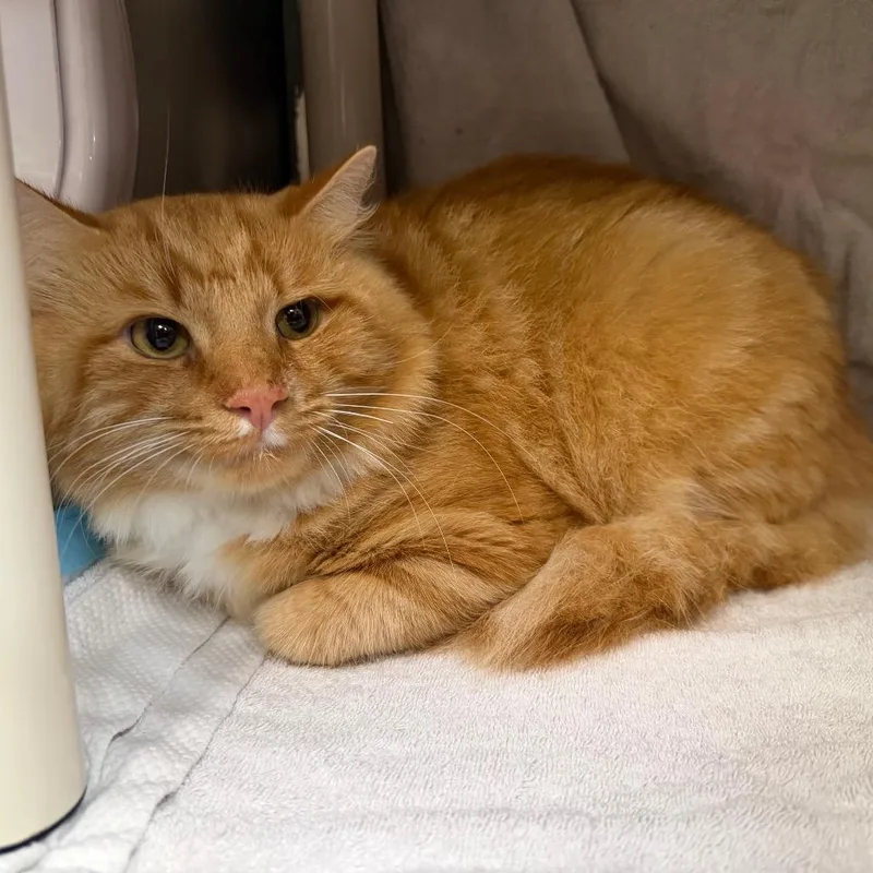 An adult large-sized male Domestic Short Hair cat named Tiger for adoption in Perkiomenville, PA