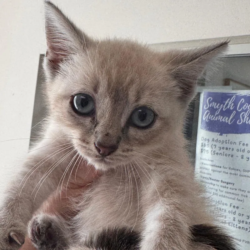A baby small-sized male Cream / Ivory Domestic Short Hair cat named Zuko for adoption in Marion, VA