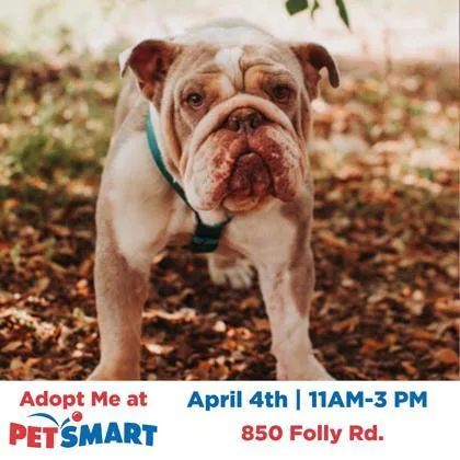 A Sloppy Joe thumbnail 2