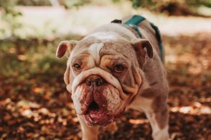 A Sloppy Joe thumbnail 3