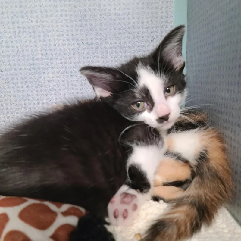 A baby small-sized female Black Domestic Short Hair cat named Cobalt CK for adoption in Russellville, KY
