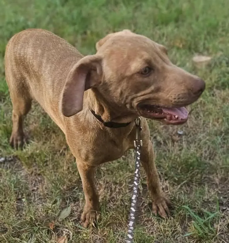 A baby medium-sized female Mixed Breed dog named Delphine for adoption in Northwood, NH