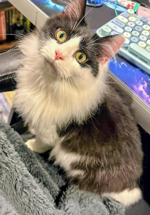 A baby medium-sized male Black & White / Tuxedo Domestic Long Hair cat named Hutchinson for adoption in Kalamazoo, MI