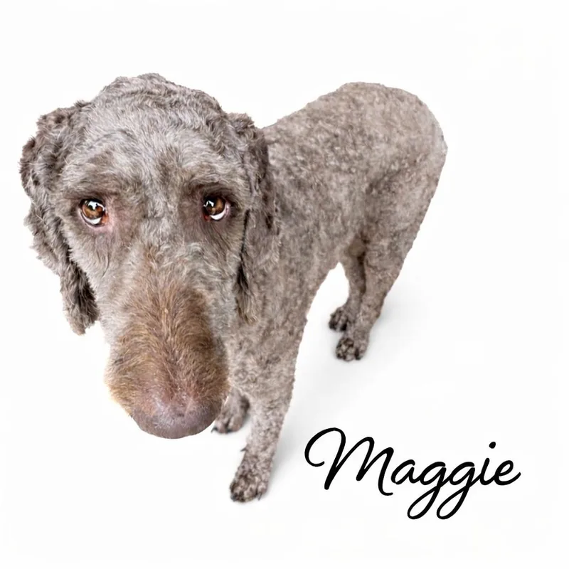 Maggie thumbnail 3