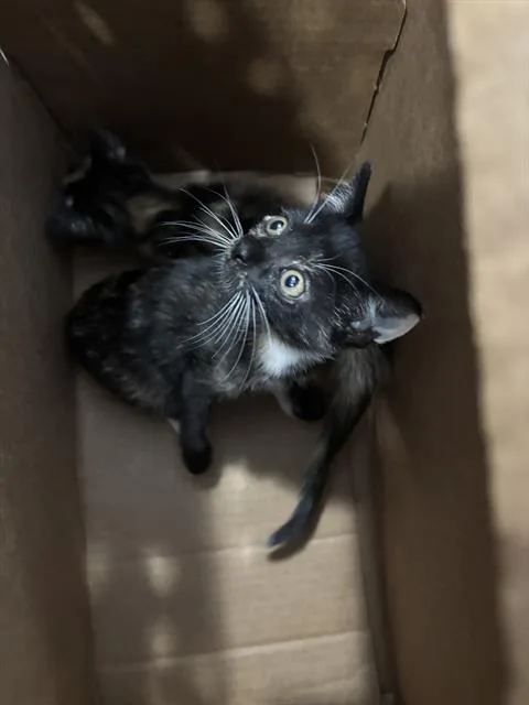 A baby medium-sized female Domestic Short Hair cat named Ginny Mae for adoption in Dallas, TX