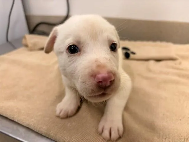 A baby medium-sized male Dutch Shepherd dog named Dopey for adoption in Baytown, TX
