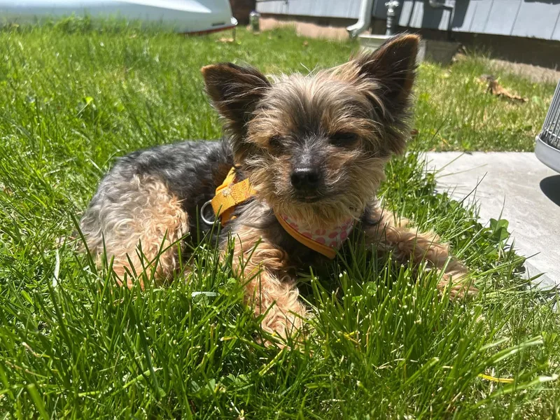 A senior small-sized male Bicolor Yorkshire Terrier dog named Cocoa for adoption in New Milford, CT