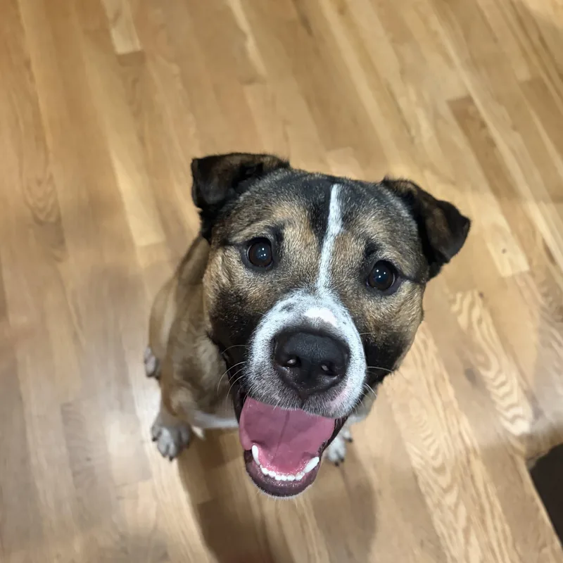 A young medium-sized male Tricolor (Brown, Black, & White) Mountain Cur dog named Odell for adoption in Denver, CO