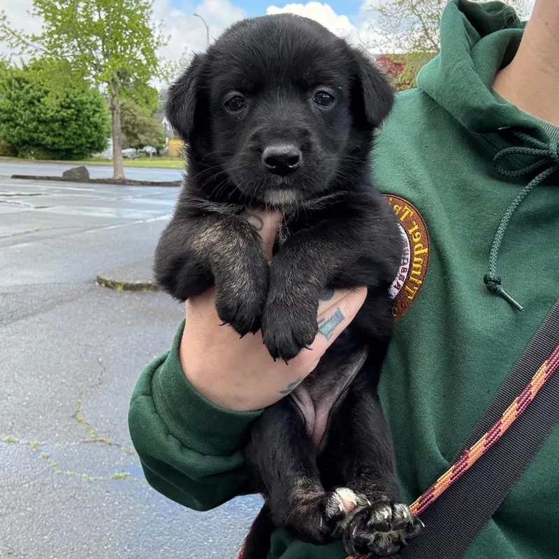 A baby small-sized male Black Border Collie dog named Frankie for adoption in Oakville, WA