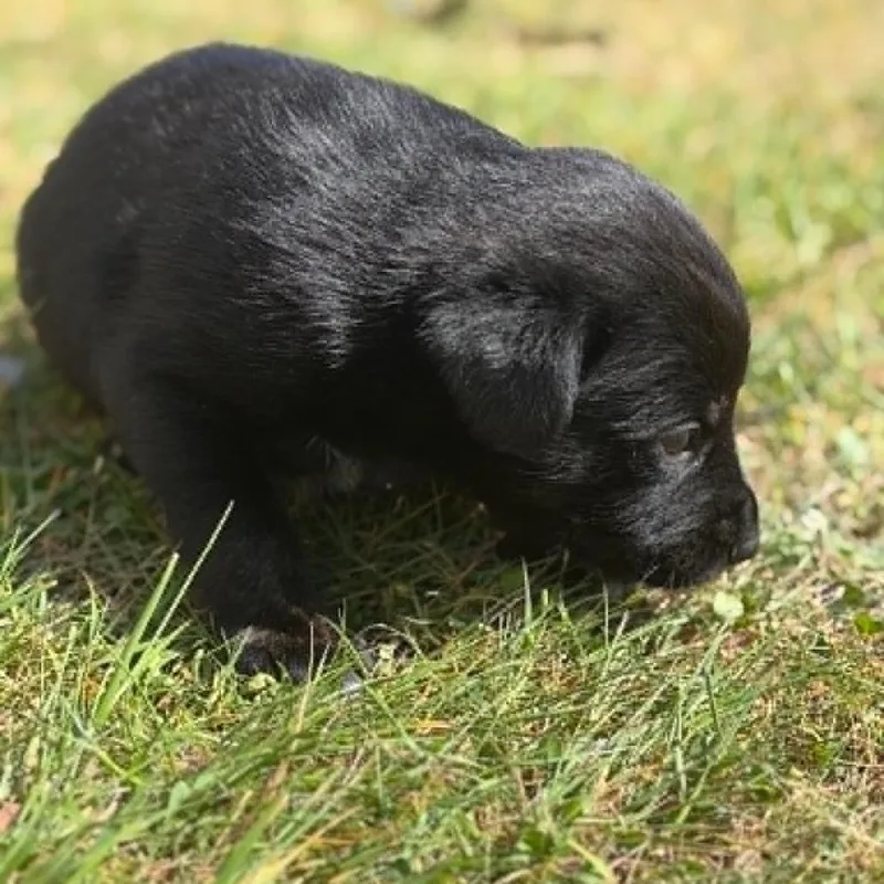 Frankie thumbnail 2