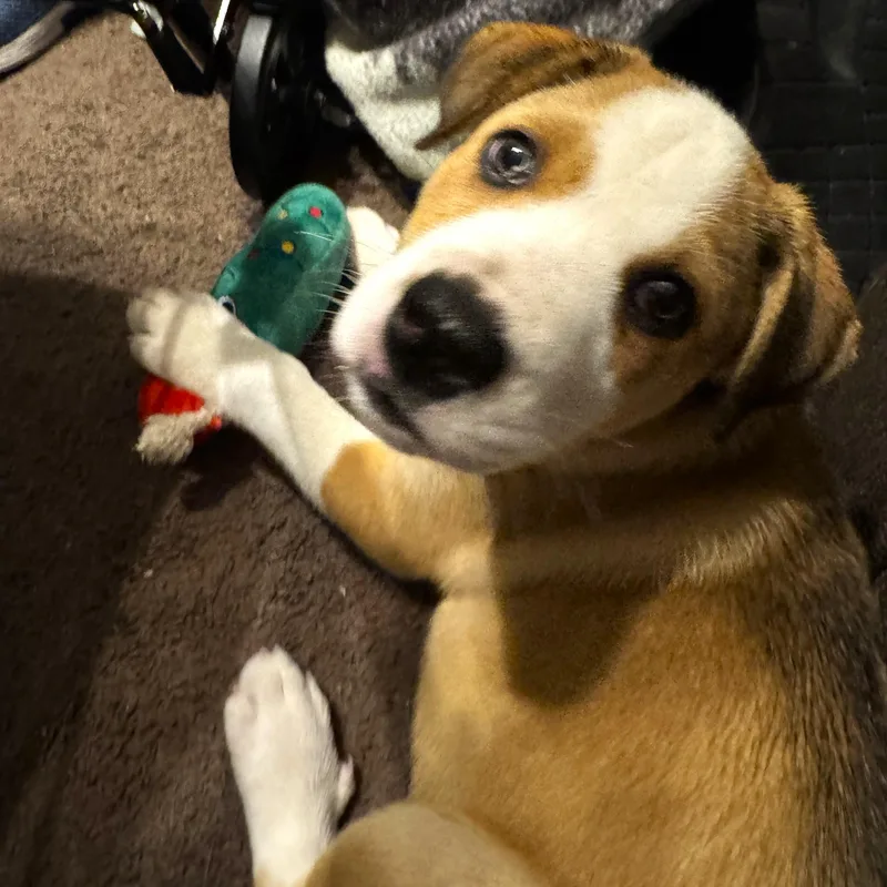 A baby large-sized male Brown / Chocolate Husky dog named Tippy for adoption in Smithfield, NC
