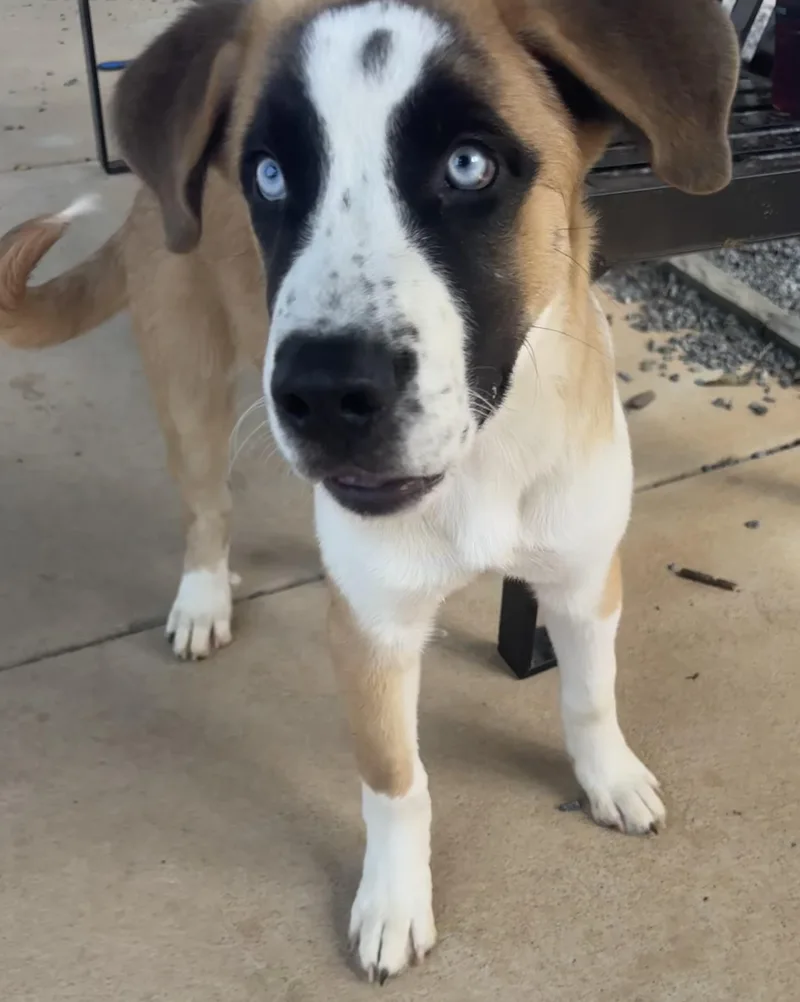A baby extra large-sized male Tricolor (Brown, Black, & White) Saint Bernard dog named Sully for adoption in Monroe, NC