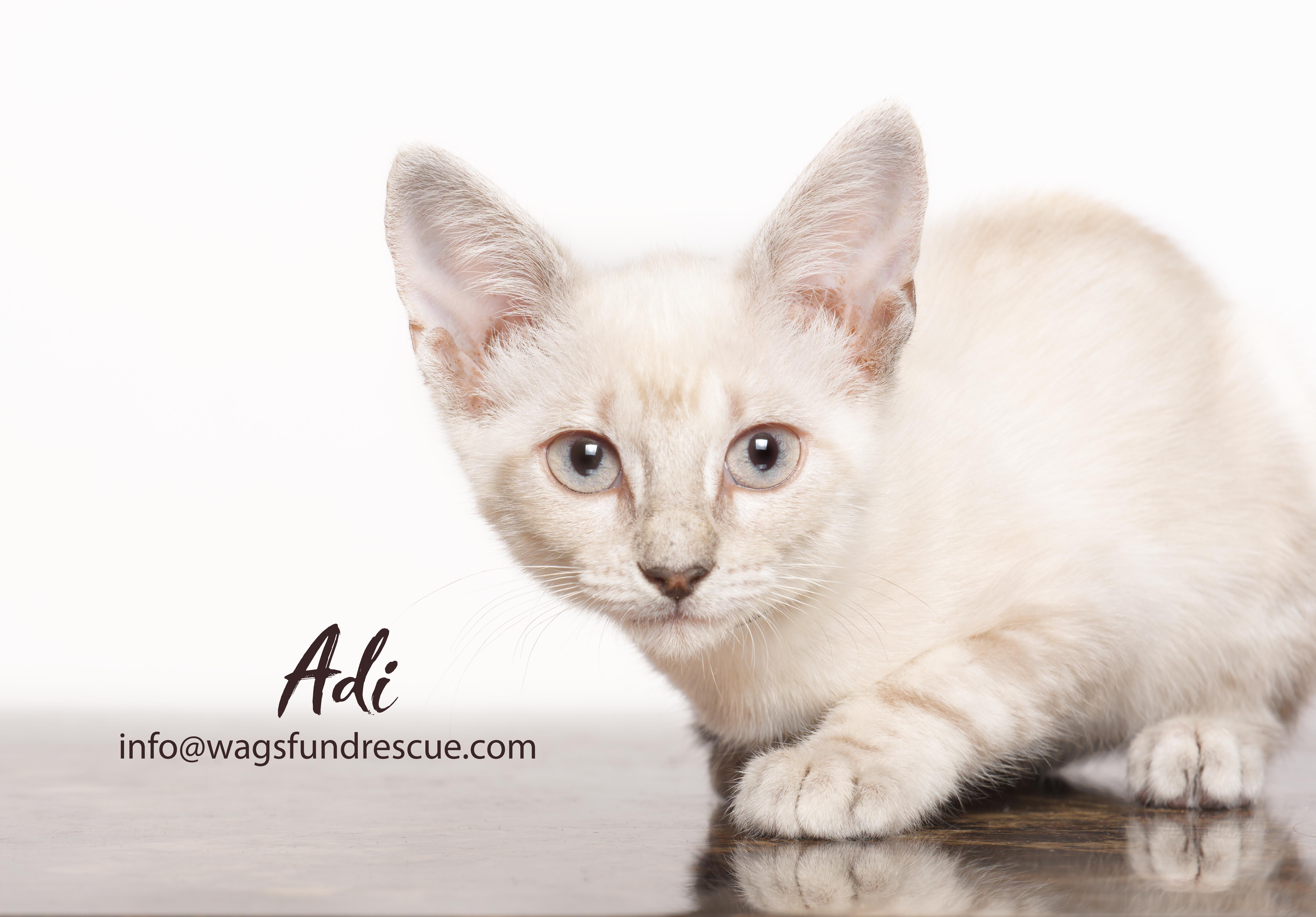 Adi