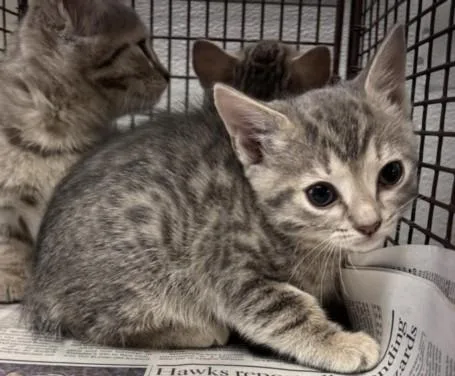 A baby small-sized female Domestic Short Hair cat named A for adoption in Van Nuys, CA