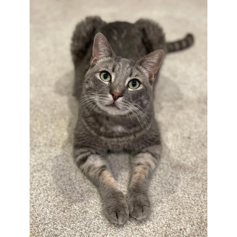 An adult medium-sized male Tabby (Gray / Blue / Silver) Tabby cat named Paolo for adoption in Morgan Hill, CA