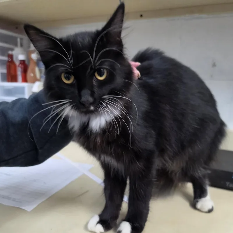 A baby medium-sized female Black Domestic Medium Hair cat named Bell for adoption in Ardmore, OK