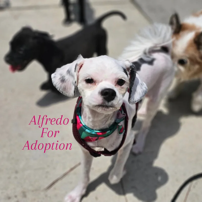 A baby small-sized male White / Cream Chinese Crested Dog dog named Alfredo for adoption in Weeki Wachee, FL