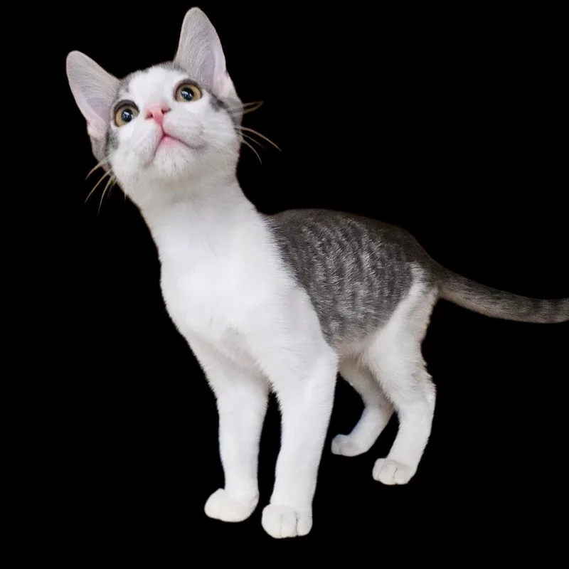 A baby medium-sized male Tabby (Gray / Blue / Silver) Tabby cat named Bean Frances for adoption in Phoenix, AZ