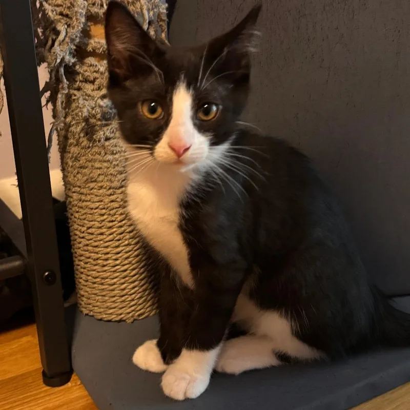 A baby small-sized male Black Domestic Short Hair cat named J&J: Jerry for adoption in Falls Church, VA