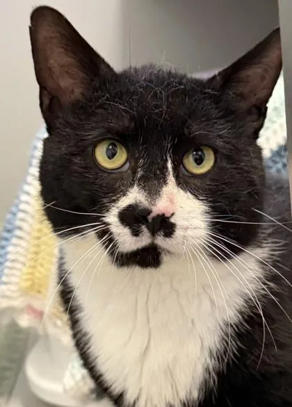 An adult medium-sized male Black & White / Tuxedo Domestic Short Hair cat named Filbert for adoption in Lansing, MI