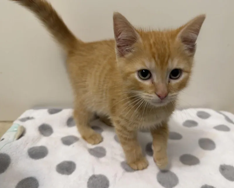 A baby medium-sized male Tabby (Orange / Red) Tabby cat named Cooper for adoption in Georgetown, KY
