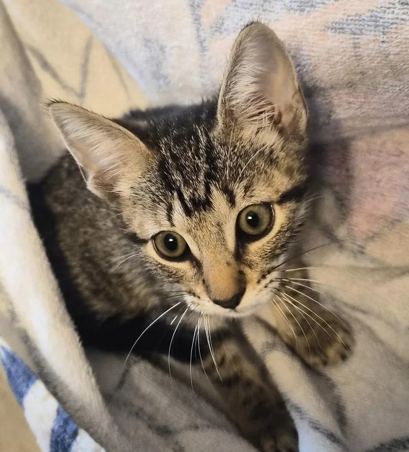 A baby medium-sized female Tabby cat named Candy for adoption in Montgomery, TX