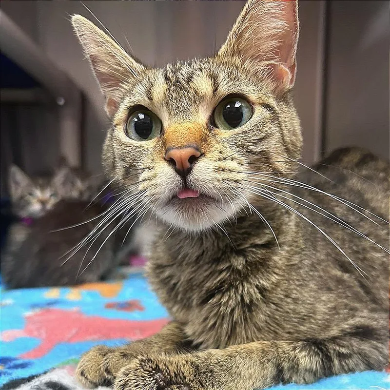 An adult medium-sized female Gray / Blue / Silver Domestic Short Hair cat named Sun for adoption in Hannibal, MO