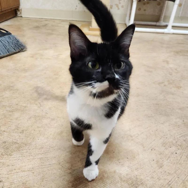 A young medium-sized female Black Domestic Short Hair cat named Chelsea for adoption in Delaware, OH