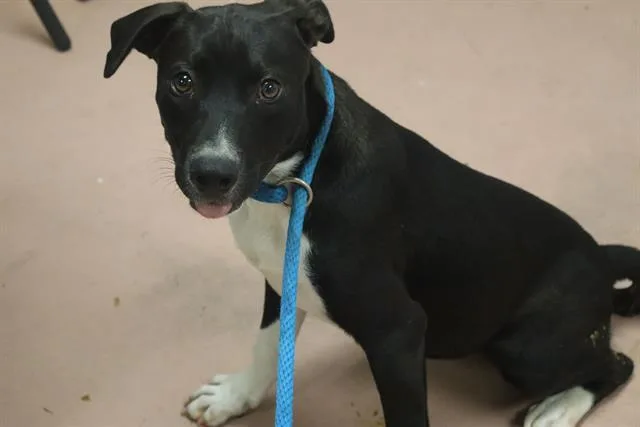A young medium-sized female Mixed Breed dog named Thelma for adoption in Columbia, SC