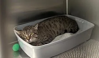 A young medium-sized male Domestic Short Hair cat named Pepper for adoption in Santa Monica, CA