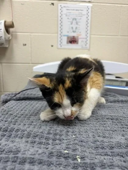 A young medium-sized female Domestic Short Hair cat named Artemis for adoption in Westland, MI