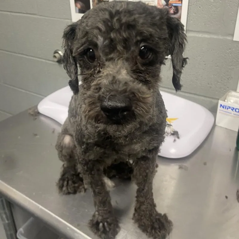 An adult small-sized male Black Mixed Breed dog named Pinto for adoption in Allentown, PA