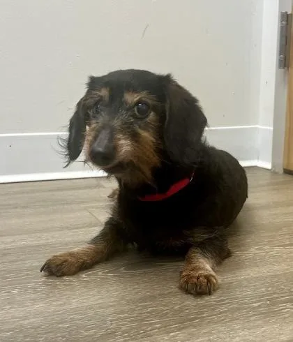 A senior small-sized female Tricolor (Brown, Black, & White) Dachshund (Miniature Long Haired) dog named Chloe for adoption in Annapolis, MD