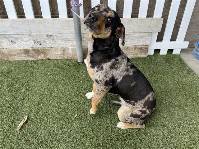 A young large-sized female Pit Bull Terrier dog named Pearl for adoption in Modesto, CA
