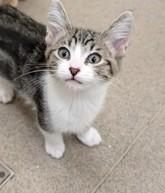A baby small-sized female Domestic Short Hair cat named Ginny for adoption in Sacramento, CA