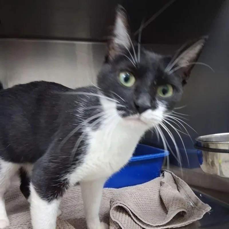 An adult medium-sized female Black & White / Tuxedo Domestic Short Hair cat named Selina for adoption in Lake Havasu City, AZ