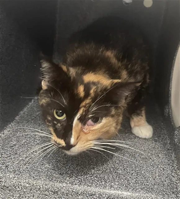 An adult medium-sized female Domestic Short Hair cat named Dory for adoption in Dallas, TX