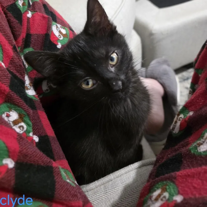 A young small-sized male Black Domestic Short Hair cat named Clyde for adoption in Marietta, GA