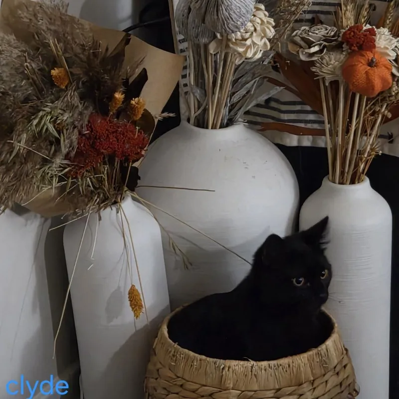Clyde thumbnail 2