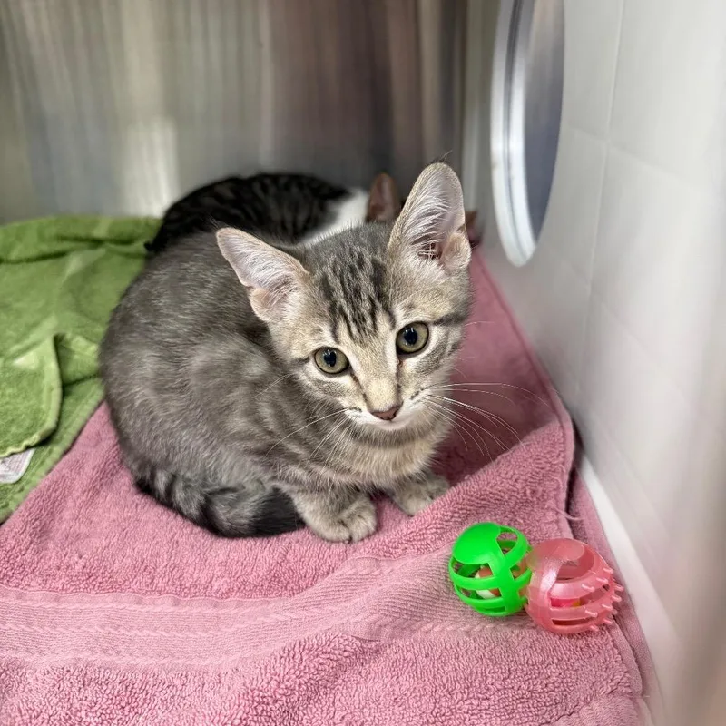 A baby small-sized female Gray / Blue / Silver Domestic Short Hair cat named Ursula for adoption in Lake Panasoffkee, FL