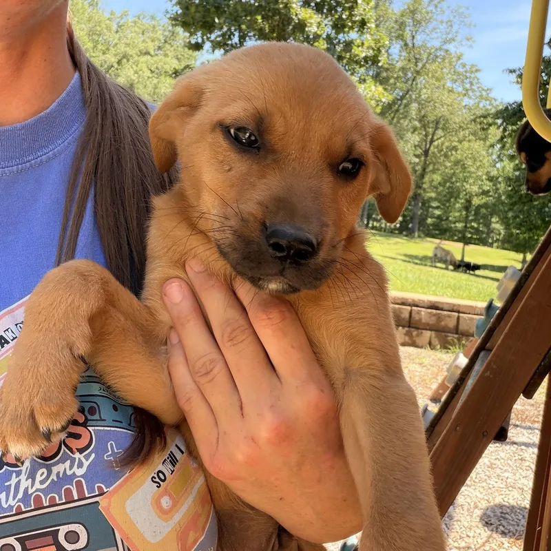 A baby medium-sized male Brown / Chocolate Rhodesian Ridgeback dog named Beanie for adoption in Warrior, AL