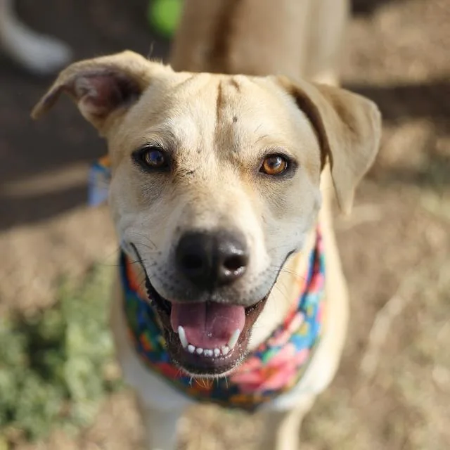 An adult large-sized female Labrador Retriever dog named Chiquita for adoption in San Antonio, TX