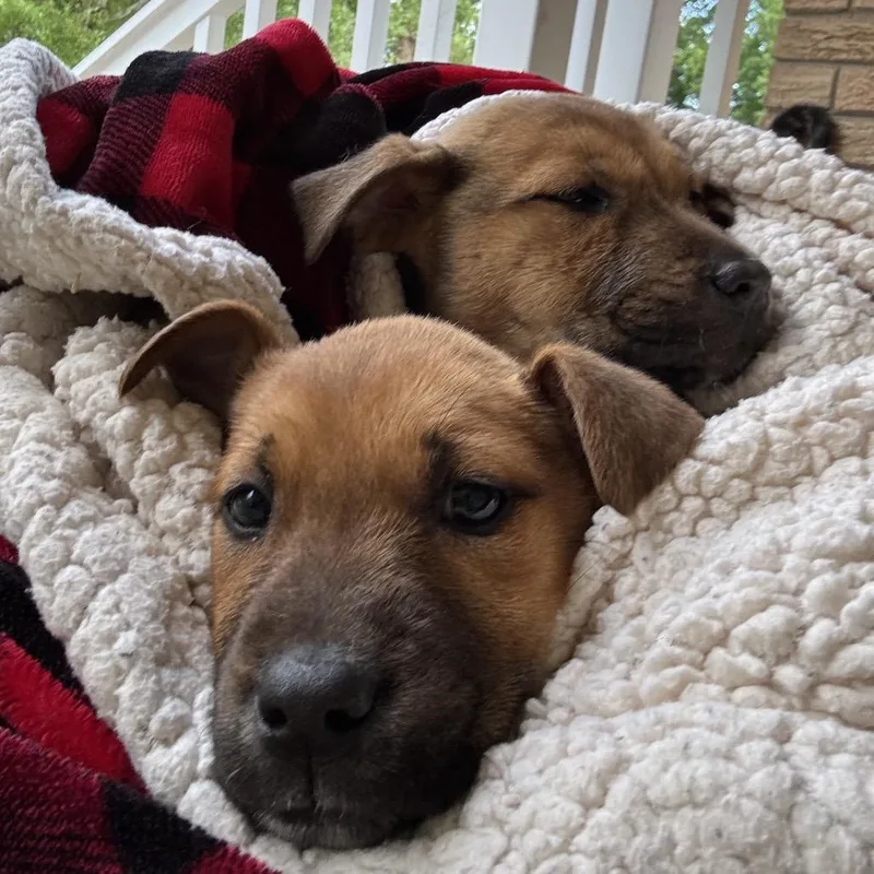 A baby medium-sized female Brown / Chocolate Mixed Breed dog named Blossom for adoption in Aberdeen, NC