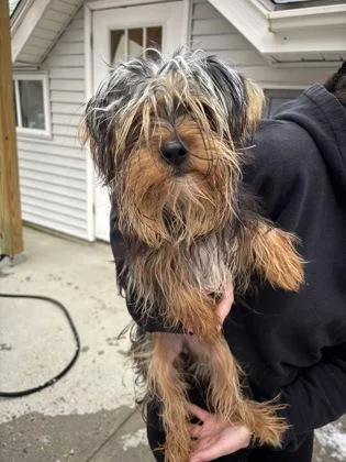 A baby small-sized female Yorkshire Terrier dog named Coco for adoption in East Brookfield, MA