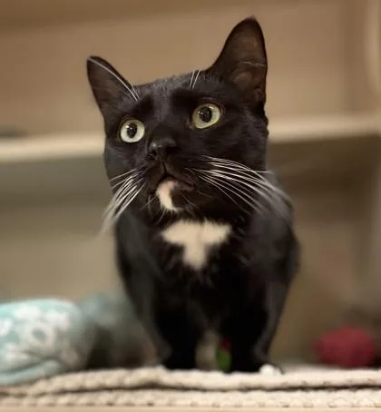 An adult small-sized female Domestic Short Hair cat named Roxy for adoption in Quakertown, PA