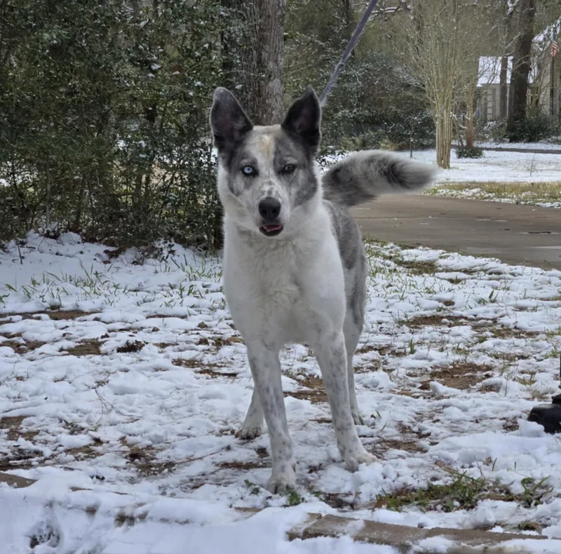An adult medium-sized female Gray / Blue / Silver Husky dog named Esperanza for adoption in Tomball, TX