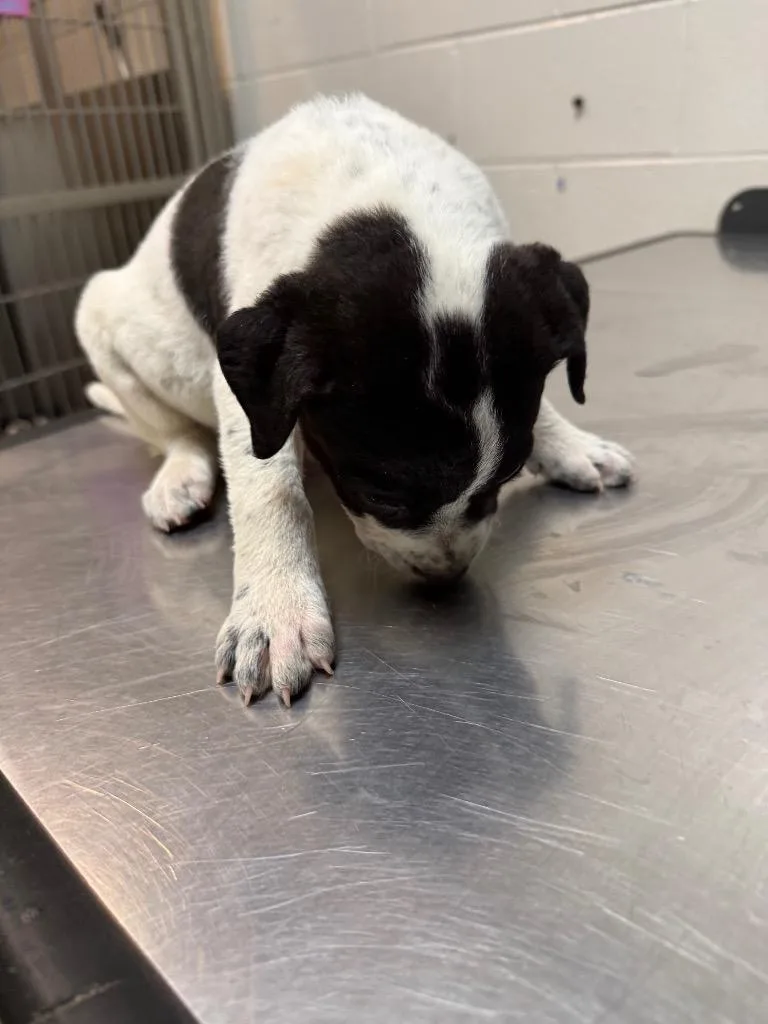 A baby small-sized male Mixed Breed dog named Trouble for adoption in Rome, GA