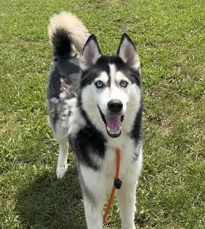 An adult large-sized male Husky dog named Milo for adoption in Quakertown, PA